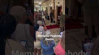 Memphis Peabody Hotel Ducks [upl. by Haag806]