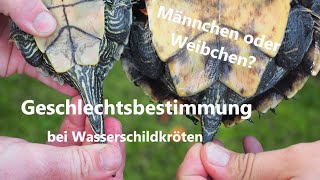 Männchen oder Weibchen Geschlechtsbestimmung bei Wasserschildkröten [upl. by Adnawuj]