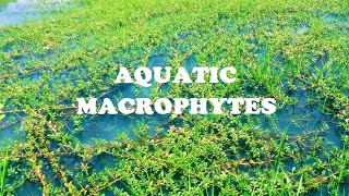 Aquatic Macrophytes [upl. by Scevor]