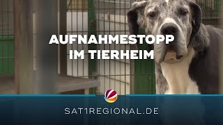 Überfülltes Tierheim Aufnahmestopp an der Hamburger Süderstraße [upl. by Atlee]