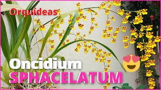 ORQUÍDEA ONCIDIUM SPHACELATUM  Floração e dicas de Cultivo 🌸🥰 [upl. by Linskey]