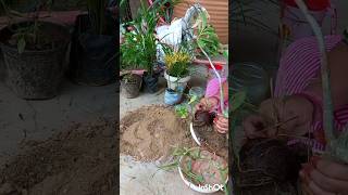 Adenium Repotting Guide gardenstyle Organic gardening [upl. by Ancelin915]