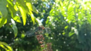 A splash of color dragonflies on basil flowers [upl. by Nalda]