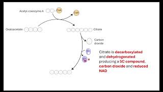 Krebs cycle  OCR A ALevel Biology 522 Respiration [upl. by Iznil]