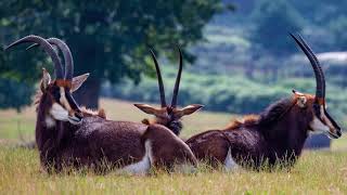 Animals Of Africa Sable Antelope [upl. by Lithea220]