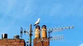 City Seagull calls out [upl. by Sigismondo]