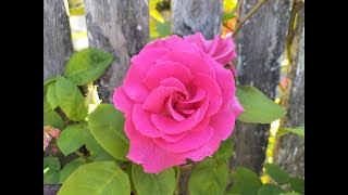 How to Prune a Climbing Rose Trish The Gong Gardener [upl. by Lavine]