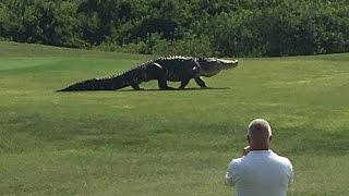 Giant Gator Walks Across Florida Golf Course  GOLFcom [upl. by Trebla]