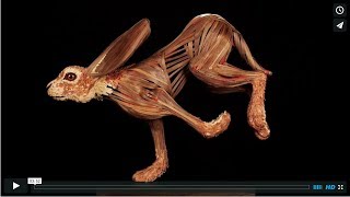 Michael Alm  Wooden Anatomy [upl. by Bowyer]