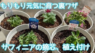 『サフィニア』摘芯amp植え付け。元気にもりもり育つ㊙裏ワザ！！サンフラアンバサダー2022花と生きるサントリーペチュニア [upl. by Rett146]