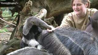 Zoo Duisburg Ameisenbär Baby [upl. by Ardnalac]