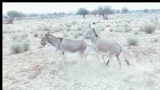 Incredible Donkey Pairing  Animal Mix Activities [upl. by Yreneh]