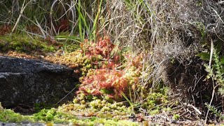 Drosera rotundifolia planta carnivora [upl. by Haynor]