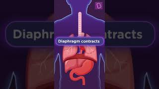 Are we breathing right  Role of Diaphragm in Breathing  BYJUS Biology shorts [upl. by Anwat]