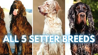 ALL 5 Setter Dog Breeds [upl. by Seabrook]