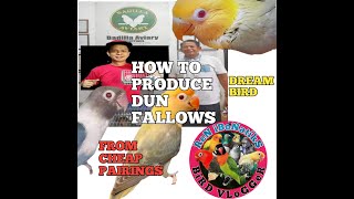 HOW TO PRODUCE DUN FALLOW AFRICAN LOVEBIRDS FROM CHEAP PAIRINGS [upl. by Caia]