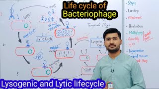 Lytic Cycle of T4 Bacteriophage [upl. by Sommer471]