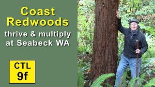 CTL 9F  Coast Redwoods Thrive and Multiply at Seabeck WA 2019 [upl. by Imoyn727]