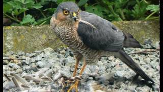 Sperber Ruf Accipiter nisus [upl. by Channa]