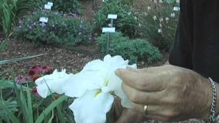 Japanese Iris spectacular flowers for the garden [upl. by Natlus]