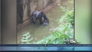 Boys Falls Into Gorilla Exhibit [upl. by Laresa811]