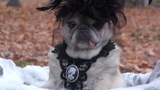 Spooky Halloween Goth Pug [upl. by Eiaj]