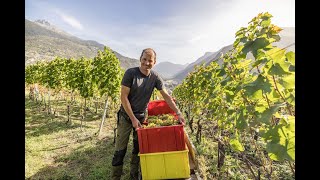 Das Weinjahr mit Rainer Zimmermann [upl. by Sinai]