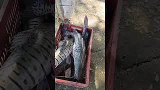 BAGRE RAYADO🐟😋😋 viralreel viral viralshorts [upl. by Dexter]