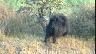 Bhago Bhalu aaya A Sloth Bear in the wild [upl. by Ydnir]