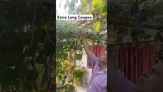 Nannagaru Harvesting cowpea in Garden ​⁠OrganicPrabha gardeningvideos [upl. by Rezeile]