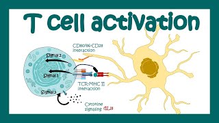 T cell activation  What are the 3 signals for T cell activation T cell differentiation Immunology [upl. by Leiba]