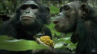 Une histoire de chimpanzés [upl. by Fatimah]