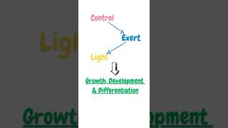 Photomorphogenesis biology youtube biotechnology science plantphysiology pritiduhanofficial [upl. by Vern]