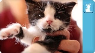 Easy Listening Kitten Bottle Feeding  Kitten Love [upl. by Aihsrop]