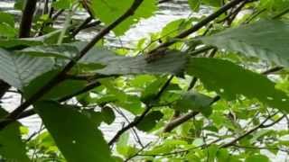 Alder fly caddis hatch Androscoggin River NH [upl. by Suraved]