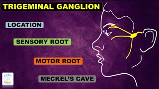 Trigeminal Ganglion amp nerve [upl. by Fidela]