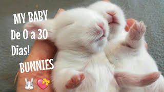 CONEJOS BEBES desde 0 hasta 30 diasCutest BABY Bunnies Rabbits Compilation first month growth 🐰😍 [upl. by Ahsinauj]