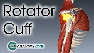 Rotator Cuff  3D Anatomy Tutorial [upl. by Lrigybab719]