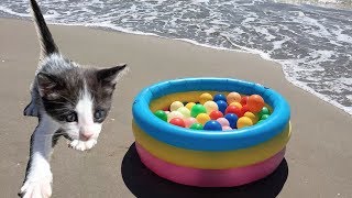 Gatitos bebés jugando y maullando en la playa  Funny cats [upl. by Naves747]