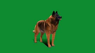 Belgian Shepherd Tervuren Dog [upl. by Drawd]