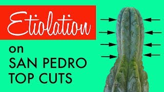 Etiolation on a San Pedro cactus top cut and How to avoid it Trichocereus Pachanoi [upl. by Evie]