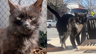 Rescuing a senior street cat and more [upl. by Borrell]