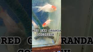 RED CAP ORANDA GOLDFISHgoldfishorandagoldfishshortsshortshortfeedshortsfeedfreshwaterfish [upl. by Revkah]