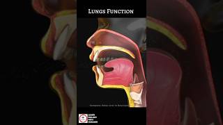 Lungs Function 🫁  Animated Video [upl. by Goldsmith]