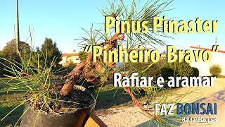 Pinus Pinaster quotPinheiro Bravoquot  Estilização rafiar e aramar [upl. by Hy]