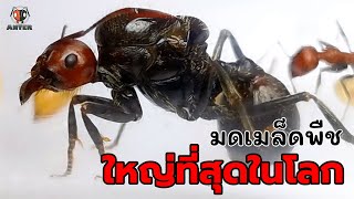 Anter EP 27  มดเมล็ดพืชที่ใหญ่ที่สุดในโลก Messor cephalotes [upl. by Tanya]