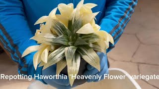 Repot Haworthia cv ‘Heavenly Flower’ variegate [upl. by Walton]