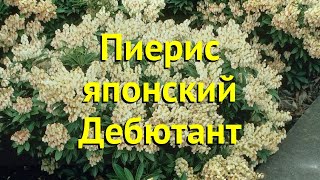 Пиерис японский Дебютант Краткий обзор описание характеристик pieris japonica Debutante [upl. by Atsugua]