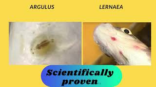 How to control Argulus  Lernaea  Ergasilus and Caligus parasites in fish ponds [upl. by Gilbertine925]