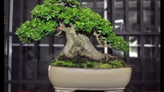 Little neea buxifolia bonsai [upl. by Briny896]